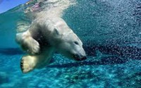/album/protecting-our-environment/oso-agua-jpg/